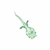Live Tadpole – Morphs AWESOME FAST just 21 days !