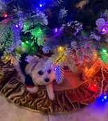 Contest - Cesar Coletta Under the Tree