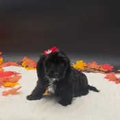 Doxiepoo