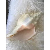 Beach Decor Chank Shell — Candy's Cottage