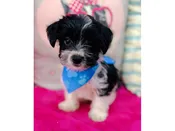 Morkie – 3929