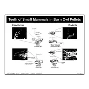 P17: Teeth of Small Mammals Poster — Mountain Home Biological