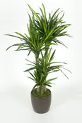 02gal Dracaena Rikki C/B  4’+
