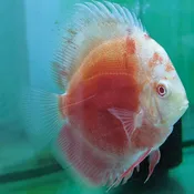 Albino Red Passion Discus