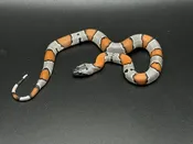Gray banded kingsnakes — Pets-A-Plenty