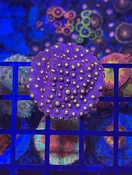 Bling Bling Cyphastrea
