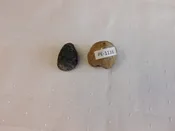 2 PC Florida Turtle Fossils – Spur & Claw