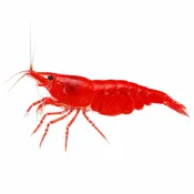 Grade AA Red Cherry Shrimp for Sale