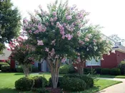 Crape Myrtle, Muskogee