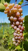 Canadice Grape Vine – 1-Year Bare Root Grape Plant – Sweet Red Seedless Table Grape – Cold Hardy & Productive – From Hand Picked Nursery