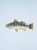 Abachar Calico Bass Sticker