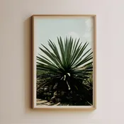 Agave by Luis Martinez
