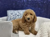Mini Goldendoodle – 13965