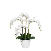 4 Stem Orchid Arrangement