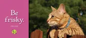 Cat Collars by Up Country