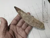 1 Spinosaurus Tooth Dinosaur fosssil