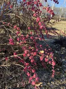 Coralberry (Symphoricarpos orbiculatus)