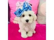 Maltese – 3922