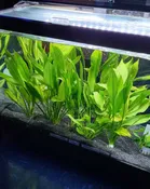Amazon Sword