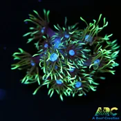 ARC Black Light Goni