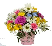 Darling Daisies