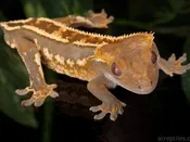 Crested Gecko – 9