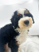 Mini Bernedoodle 2nd Gen (M) 14687
