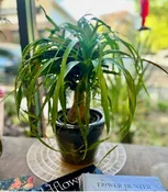6" PONY TAIL PALM