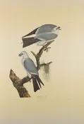 Plate 117-Mississippi Kite — Taylor Clark Gallery