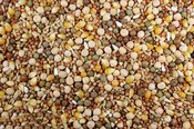 16% Race Plus Probiotics (Leach Grain) Racing Pigeon Feed With Probiotics