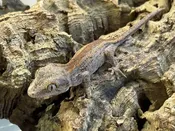 Baby Gargoyle geckos — Pets-A-Plenty