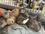 Beautiful and purr-fect kittens! Only $149