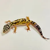 Bold Mack Snow W/Y Leopard Gecko Female 2025-186