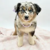 Australian Shepherd (F)- 31264