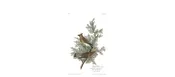 Cedar Bird — Your Site Title