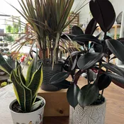 6" Houseplant