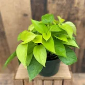 Neon Pothos Plant