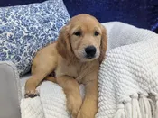 Golden Retriever – 13931