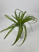 Air Grass Plant Green