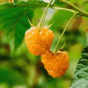 Anne Raspberry Plant | Golden Everbearing Bare Root Cane | Extra Sweet Yellow Berries, High Yield, Hardy & Disease Resistant (Zones 4–7)