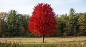 Brandywine Red Maple