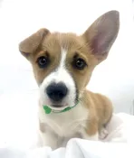 Pembroke Welsh Corgi (M) 14740