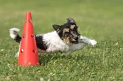 Movement Games – Level 2