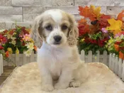 Cocker Spaniel – 7749