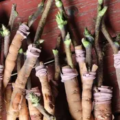 Grafting Woody Peonies- Free Download