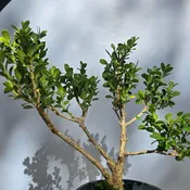 Boxwood Bonsai