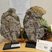 Barasaurus Besairlei Fossil