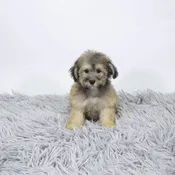 Bichapoo