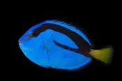 BLUE TANG SM
