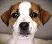 Jack Russell Terrier (F) 24898